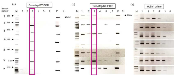 딸기 식물체로 부터 전체 RNA 추출 방법 및 PCR 방법에 따른 SMoV 진단 결과 차이(2020)