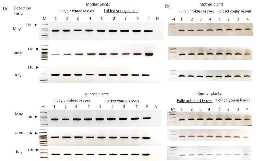 RNA 추출을 위하여, 모주 또는 런너를 사용할 때와 유엽 또는 성엽을 사용할 때의 딸기모틀바이러스(strawberry mottle virus, SMoV) 진단 결과 차이(2020)