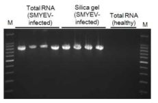 기존의 RNA 추출 방법 및 새로운 재질의 VC/RT-PCR 방법의 진단 결과 비교(2016)