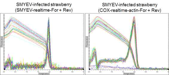수출 딸기에서 SMYEV 진단용 리얼타임 RT-PCR 기술 개발(2016)