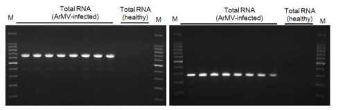 아라비스모자이크바이러스(ArMV) 유전자 특이 프라이머를 이용한 RT-PCR 진 (2016). 왼쪽: 1번 프라이머 세트, 오른쪽: 2번 프라이머 세트(2016)