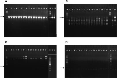 Gel electrophoresis of PCR products for race determination of Ralstonia pseudosolanacearum strains isolated from Korean roses using specific primer sets for each race. (A) PCR products produced with primers PS-IS-F/PS-IS-R. The arrow indicates 1,070 bp bands, which are consistent with race 1. (B-D) PCR products produced with specific primer sets for race 2, 3, and 4, respectively. No amplicons of expected sizes (arrows) for race 2 (1,884 bp), 3 (357 bp), and 4 (165 bp) were produced. M, 1 kb DNA ladder for A and B (Thermo Scientific, Waltham, MA, USA) and 100 bp DNA ladder for C and D (MGmed, Seoul, Korea); lanes 1-17, R. pseudosolanacearum isolates from Korean roses; lane 18, KACC 10697
