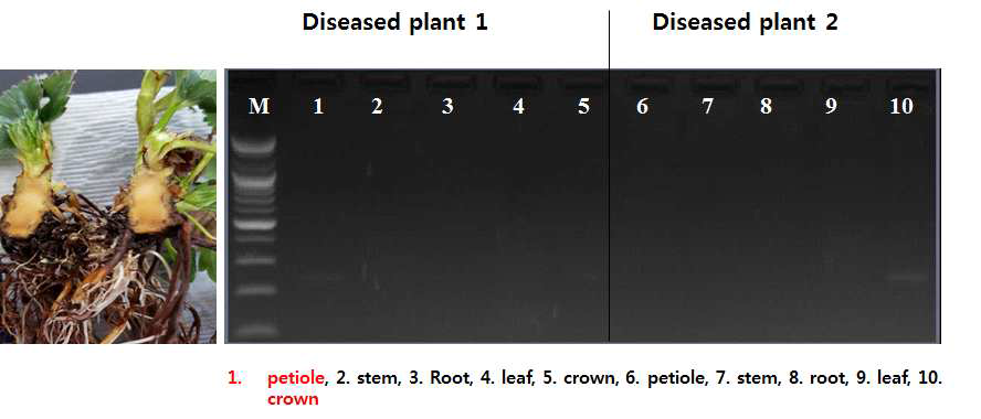 딸기 시들음병균 특이적 primer를 이용한 식물체 부위별 검출 비교