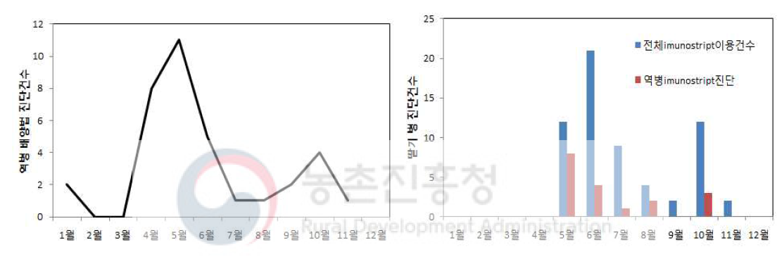 시기별(좌) 역병진단용immunostrip kit을 이용(우) 역병 진단 건수