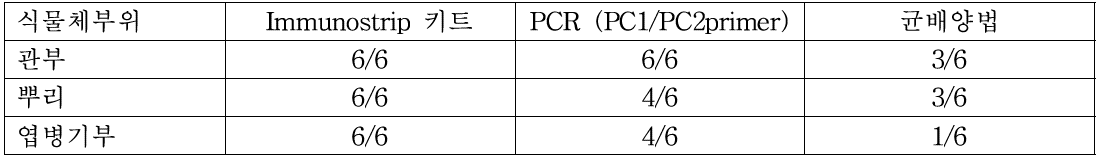 딸기 역병 이병체 부위별 역병균 검출 비교