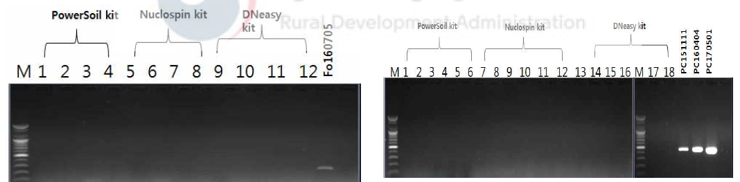 재배농가의 이병상토에서 토양병 DNA분리 kit를 이용한 딸기 시들음병(좌)과 역병 (우) 검출