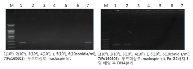 이병상토 nuclospin kit로 DNA분리 후 시들음병균 PCR검정