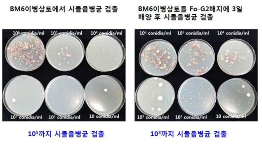 이병상토 선택배지에 배양 후 시들음병 검출농도