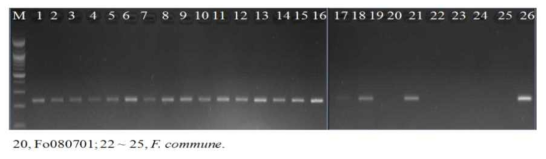 시들음병균 특이적 primer를 이용한 시들음병균 검정