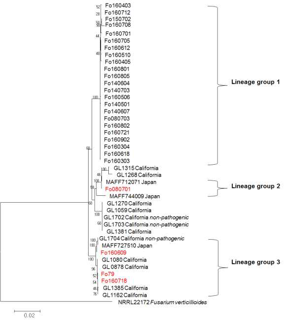 딸기에서 분리한 시들음병균의 IGS와 elongation factor 1-α gene을 이용한 계통학적 분류
