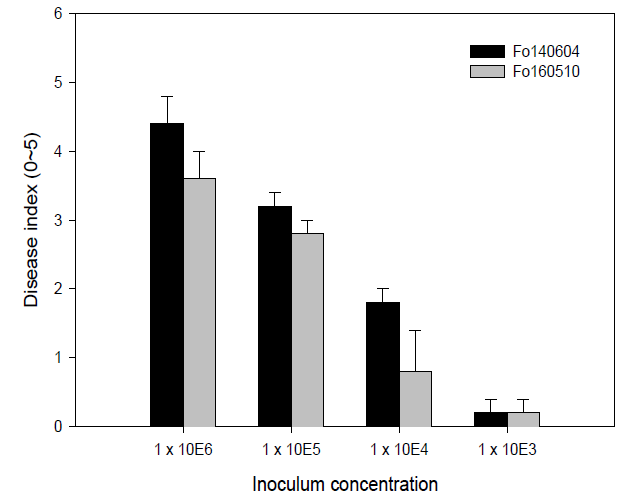 딸기 시들음병균 접종농도별 이병지수