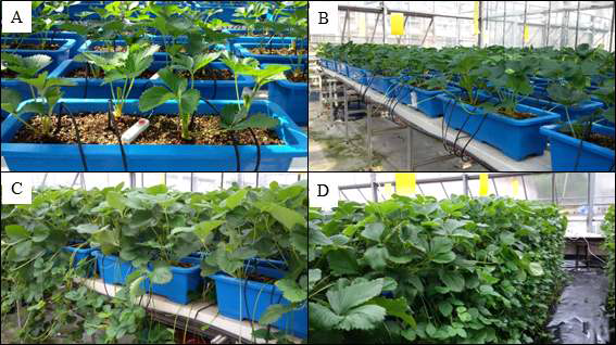 Mother plant growths and daughter plant occurrences after transplanting of the ‘Sulhyang’ strawberry as influenced by controlling of the volumetric water contents (VWC) in the peat moss + perlite (7:3, v/v) substrates [A, 36 days (beginning of nutrient solution supply); B, 48 days (runner occurrence); C, 78 days (daughter plant occurrences); D, 110 days after transplanting (daughter plant growths)]