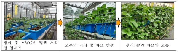 Mother plant growths and daughter plant occurrences after transplanting of the ‘Sulhyang’ strawberry as influenced by set points of fertigation to control the volumetric water content in the cocopeat + peat moss + perlite (3.5:3.5:3, v/v/v) substrates