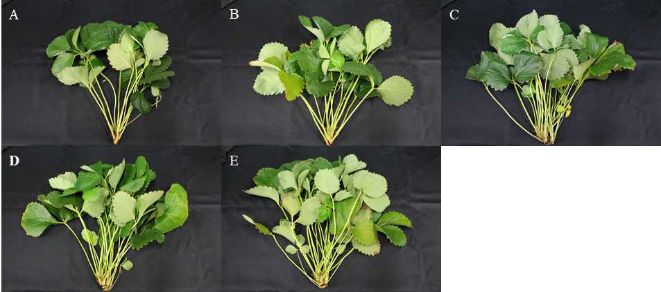 Influence of fertigation set point as volumetric water contents in cocopeat substrate on the growth of mother plants 15 weeks after transplanting of ‘Sulhyang’ strawberry. A, 35%; B, 40%; C, 45; D, 50%; E, 55%