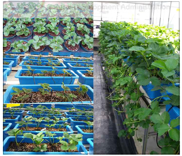 Mother plant growths and daughter plant occurrences after transplanting of the ‘Sulhyang’ strawberry as influenced by set points of fertigation to control the volumetric water content in the cocopeat + perlite (7:3, v/v) substrates