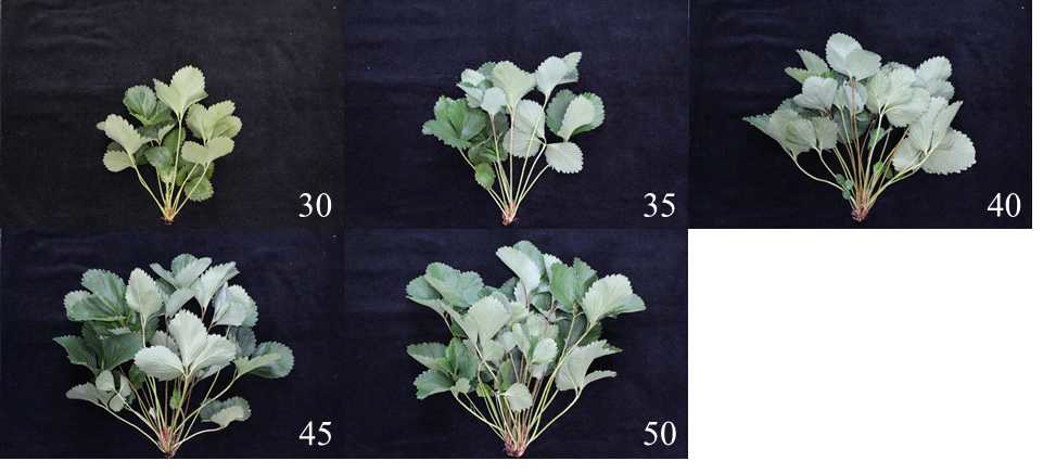 Influence of various set points of fertigation to control the volumetric water contents in cocopeat + perlite (7:3, v/v) substrate on the growth of mother plants 103 days after transplanting in ‘Sulhyang’ strawberry propagation