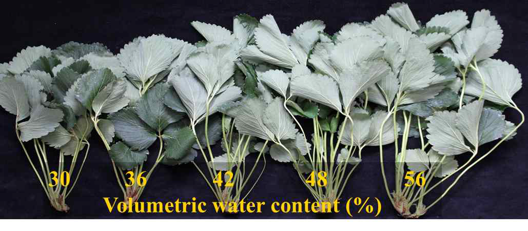 Influence of various set points of fertigation to control the volumetric water contents in cocopeat + peat moss + perlite (3.5:3.5:3, v/v/v) substrate on the growth of mother plants 103 days after transplanting in ‘Sulhyang’ strawberry propagation