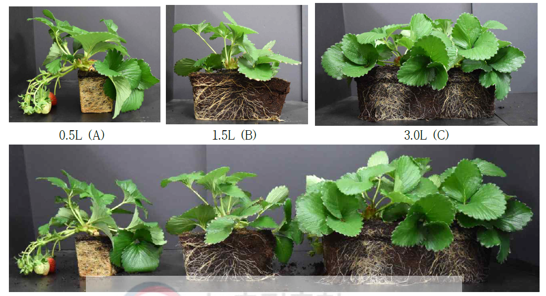 배지량별 딸기 ‘설향’의 뿌리 생육