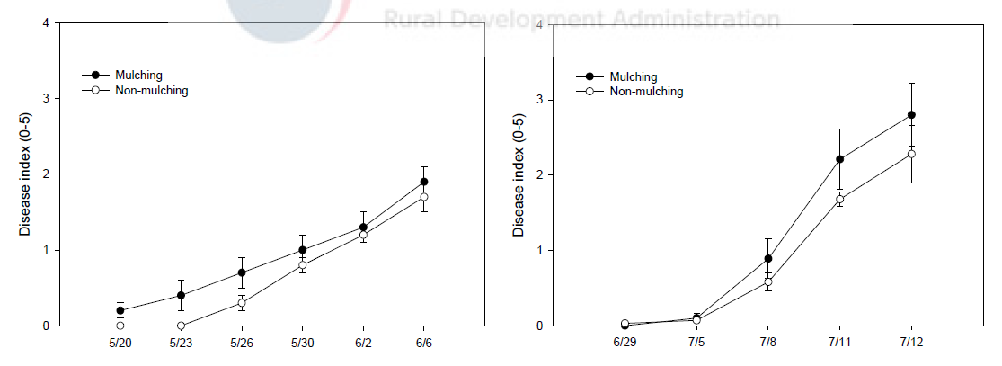 딸기 육묘기 멀칭유무에 따른 딸기 시들음병 이병지수 조사