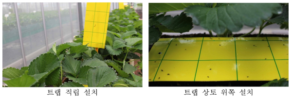 작은뿌리파리 예찰을 위한 트랩 설치 방법