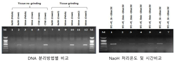 NoOH를 이용한 DNA추출 후 direct PCR을 이용한 탄저병균 검출법 구명