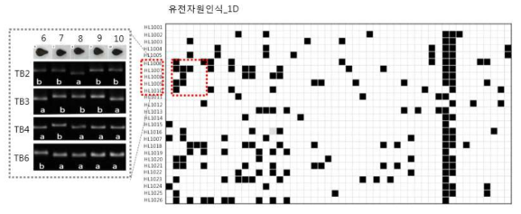 선발된 삽입/결실 마커를 이용한 유전형 분석 결과의 바코드화