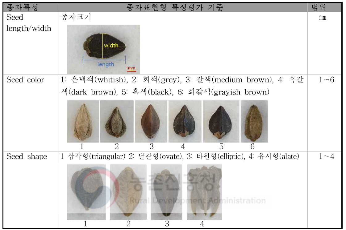 쓴메밀 유전자원 종자 조숙현형 측정 기준