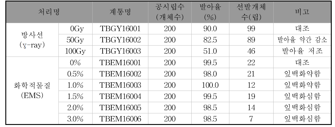 2016 년 쓴메밀 돌연변이원 세대 선발개체