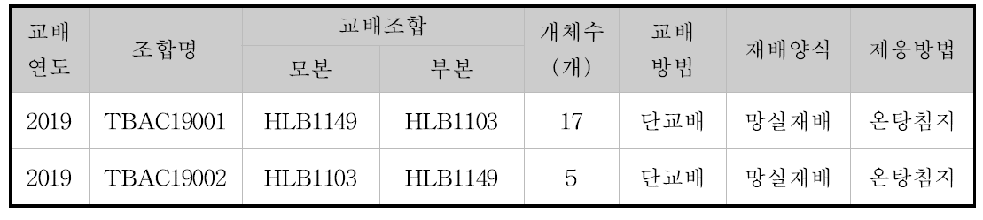 2019년 쓴메밀 인공교배를 통한 얻은 개체수