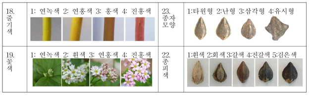 지적시험 메밀 고유특성의 주요 형질 비교