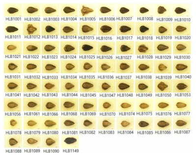 쓴메밀 유전자원 74 개 종자 크기 및 모양 현미경 비교(scale bar = 1 ㎜)