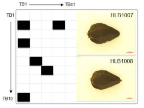 쓴메밀 유전자원 HLB1007과 HLB1008의 2차원 바코드 패턴의 비교