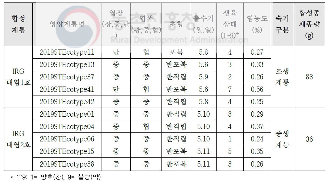 2019년 내염성 IRG 생태형 이용 합성계통 육성