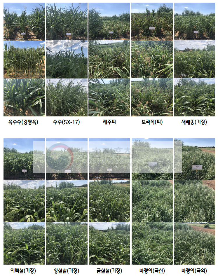 수확 시 난지형 목초 10품종 포장 사진(2018.8.30.)