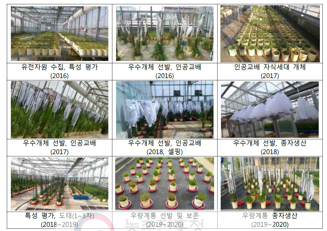 Festulolium 우량계통 육성 과정(2016~2019)