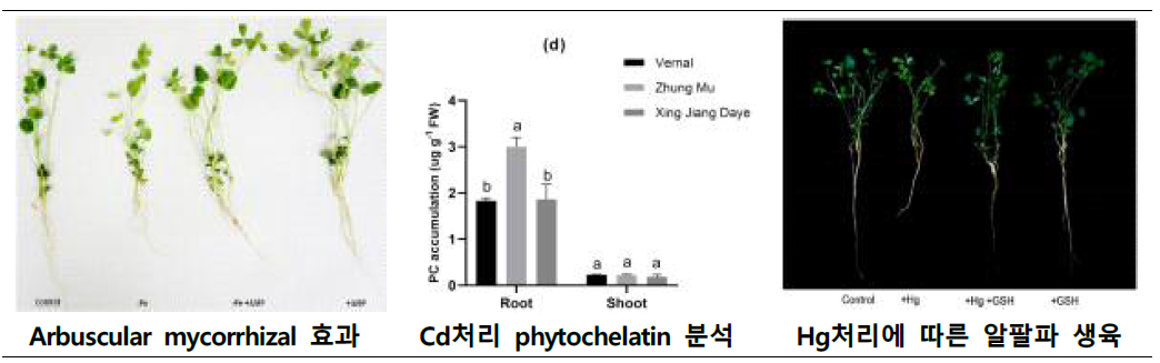 중금속(Cd, Hg)에 의한 phytochelatin 축척량 및 Glutathione 활성 분석