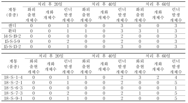 강광/장일조건 하에서 선발 계통의 개화반응과 런너 출현