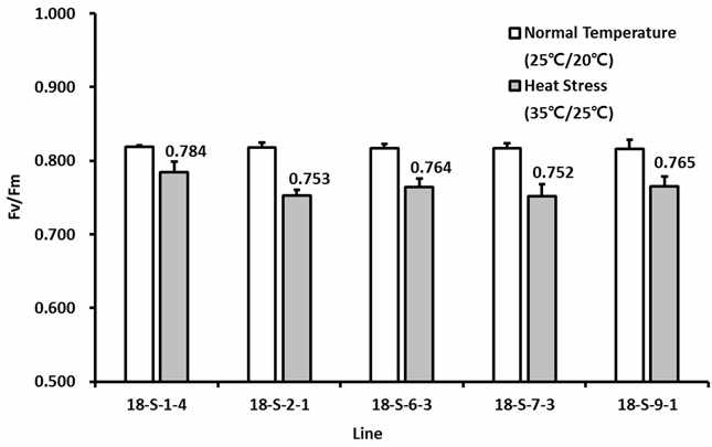 고온스트레스에 따른 선발 유망 계통의 Fv/Fm의 변화