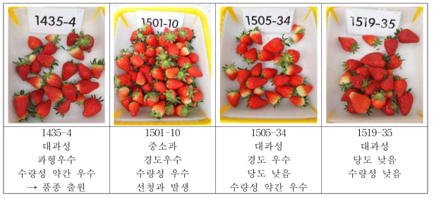 ᾿14∼᾿15년 교배 선발계통의 주요특성