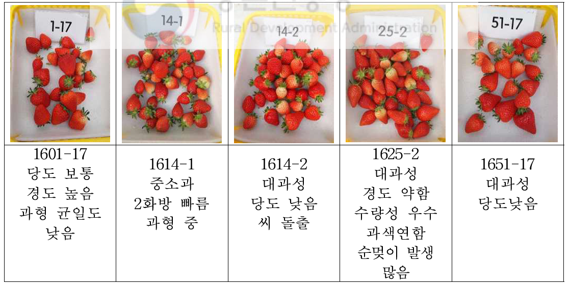 ᾿16년 교배 선발계통의 주요특성