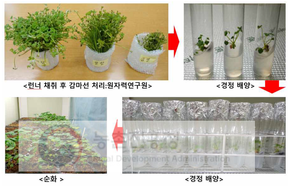 딸기 런너 및 유식물체 저주파 감마선 처리과정