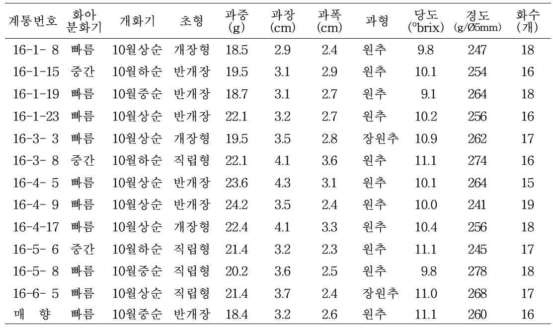 선발 16번 계통의 식물체 및 과실 특성조사