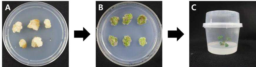 ‘죽향’ 약 유래 재분화 식물체 분화 과정 (A, 약 유래 callus; B, Callus 유래 Embryo; C, 재분화 식물체)