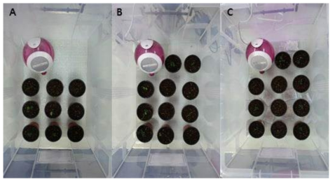 습도 조절이 되는 순화 상자 내 이색 포트에 이식한 약 유래 재분화 식물체 (A, 90∼100%; B, 80∼90%; C, 70∼80%)