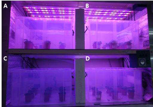 광량에 따른 약 유래 재분화 식물체 재배 (A, 150μ㏖·m-2·s-1; B, 200μ㏖·m-2·s-1; C, 50μ㏖·m-2·s-1; D, 100μ㏖·m-2·s-1)
