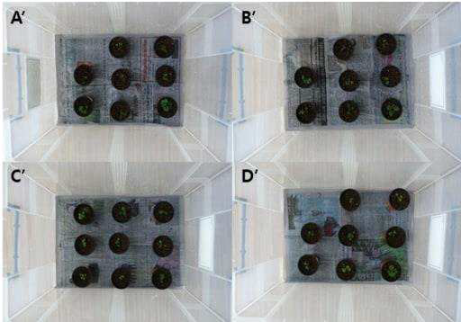 광량에 따른 약 유래 재분화 식물체 (A‘, 50μ㏖·m-2·s-1; B’, 100μ㏖·m-2·s-1; C‘, 150μ㏖·m-2·s-1; D’, 200μ㏖·m-2·s-1)