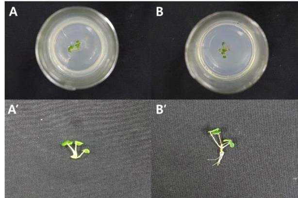 Colchicine 농도 실험에 사용될 두 단계의 ‘죽향’ 재분화 식물체 (A, root가 발생하지 않은 재분화 식물체 치상; A’, 기내 배양용기로부터 분리한 root가 발생하지 않은 재분화 식물체; B, root가 발생한 재분화 식물체 치상; B’, 기내 배양용기로부터 분리한 재분화 식물체)