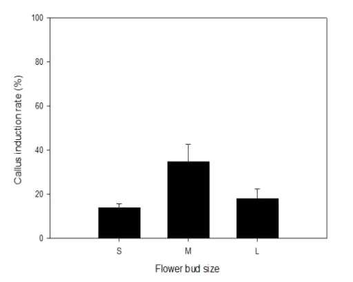 화뢰 크기에 따른 callus 유기율 (S, 6∼8mm; M, 8∼10mm; L, 10∼12mm)