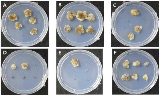 딸기 품종‘무하’의 저온(4℃) 저장 기간에 따른 callus 유기율. (A, 0 Day; B, 1 Day; C, 3 Day; D, 5 Day; E, 7 Day; F, 21 Day)