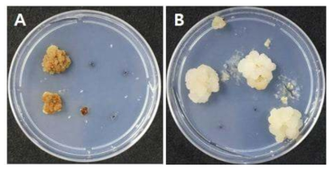 딸기 품종 ‘무하’의 명암상태에 따른 callus 유기율 (A, Light; B, Dark)